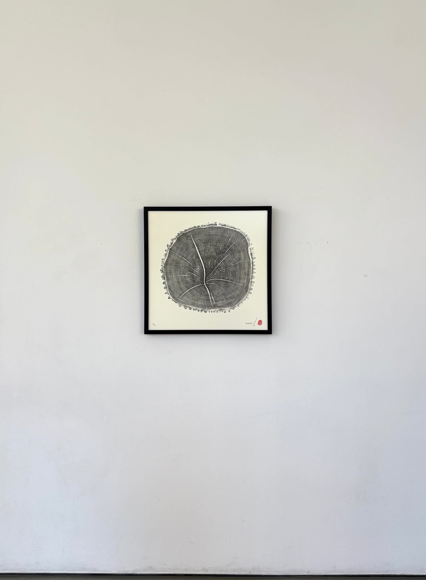 Marko Barakoski - Fraxinus