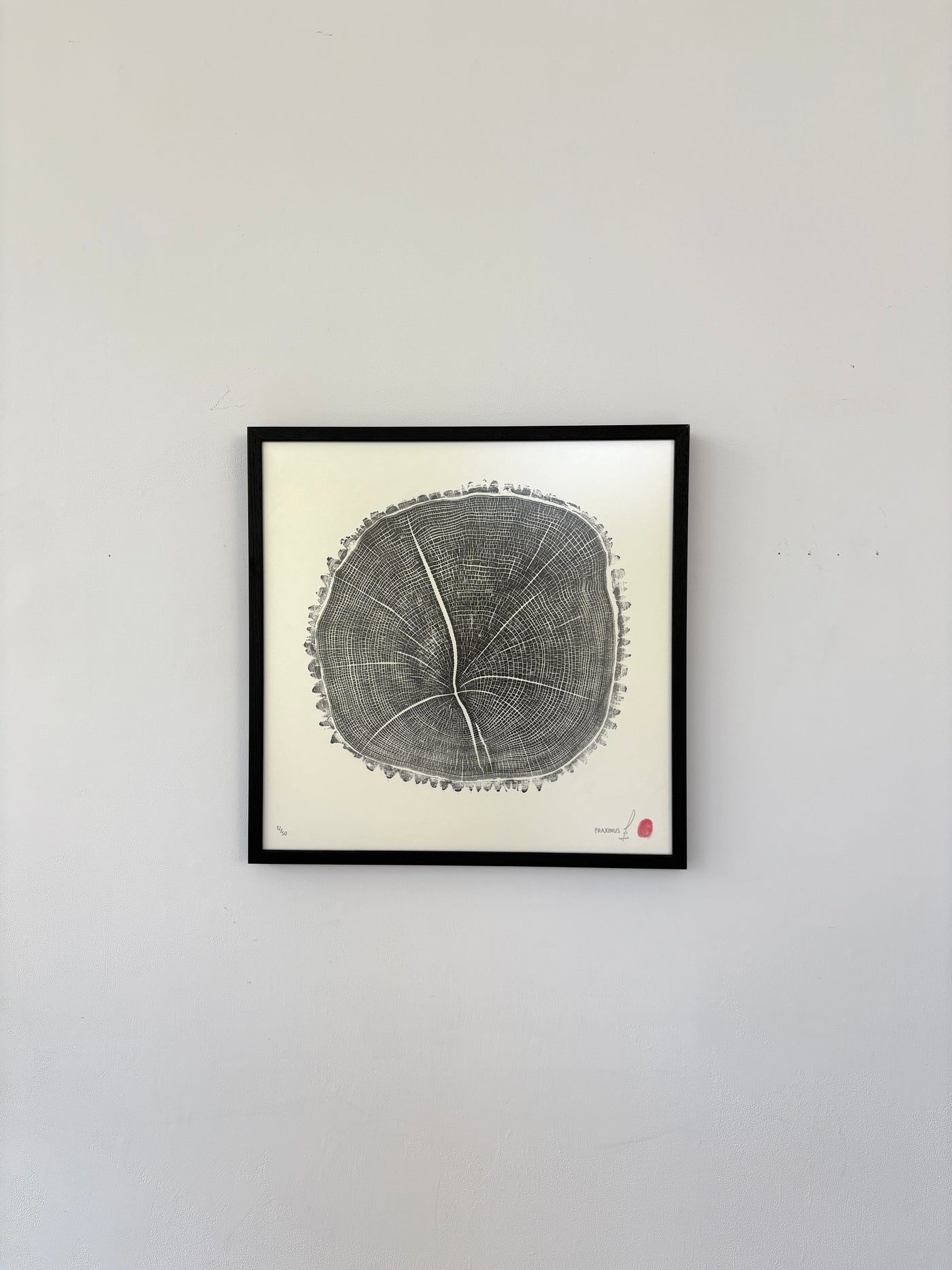 Marko Barakoski - Fraxinus