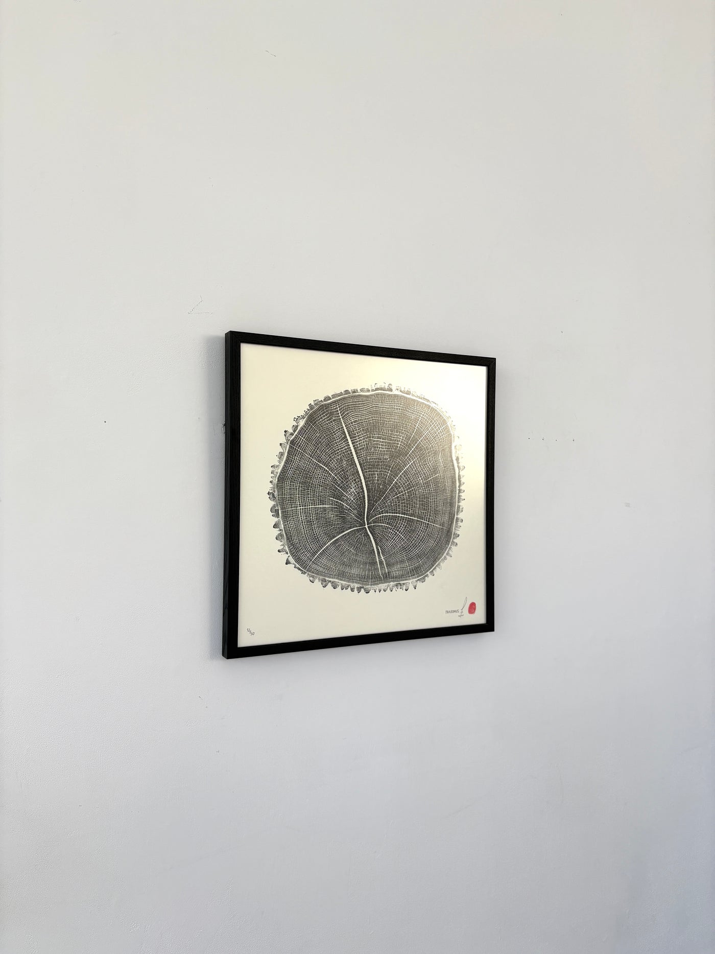 Marko Barakoski - Fraxinus