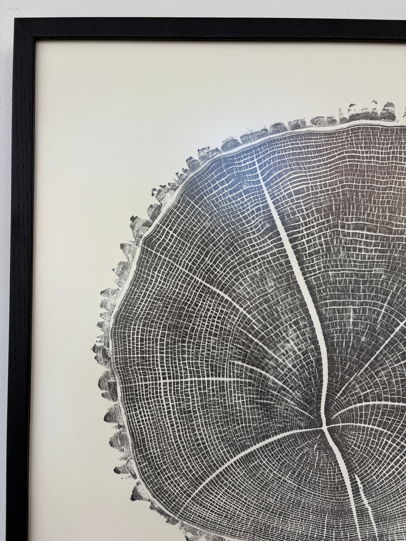 Marko Barakoski - Fraxinus