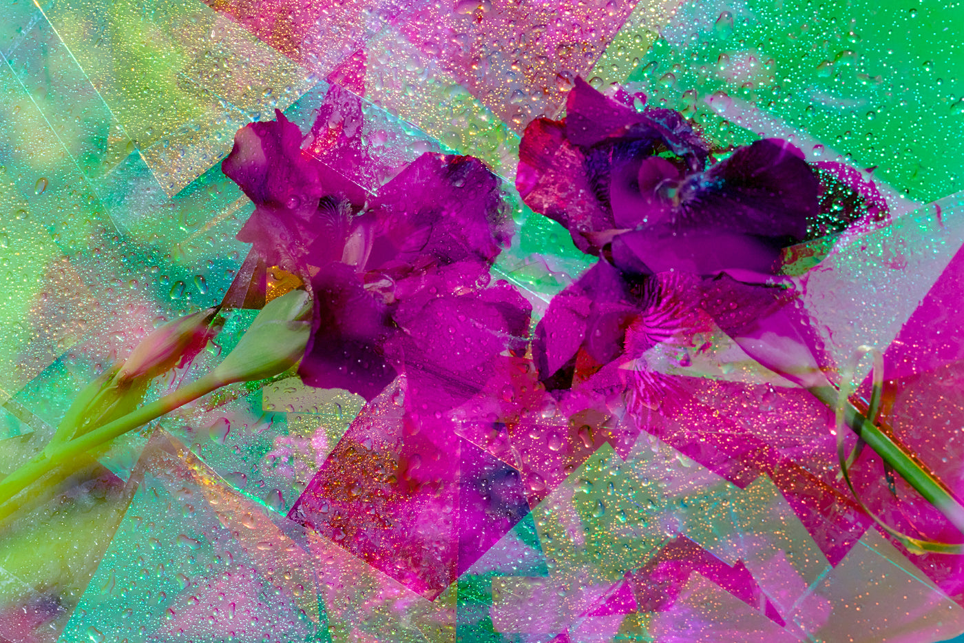 Natalie Hunter - Crystal Garden, Mirrored Iris 02