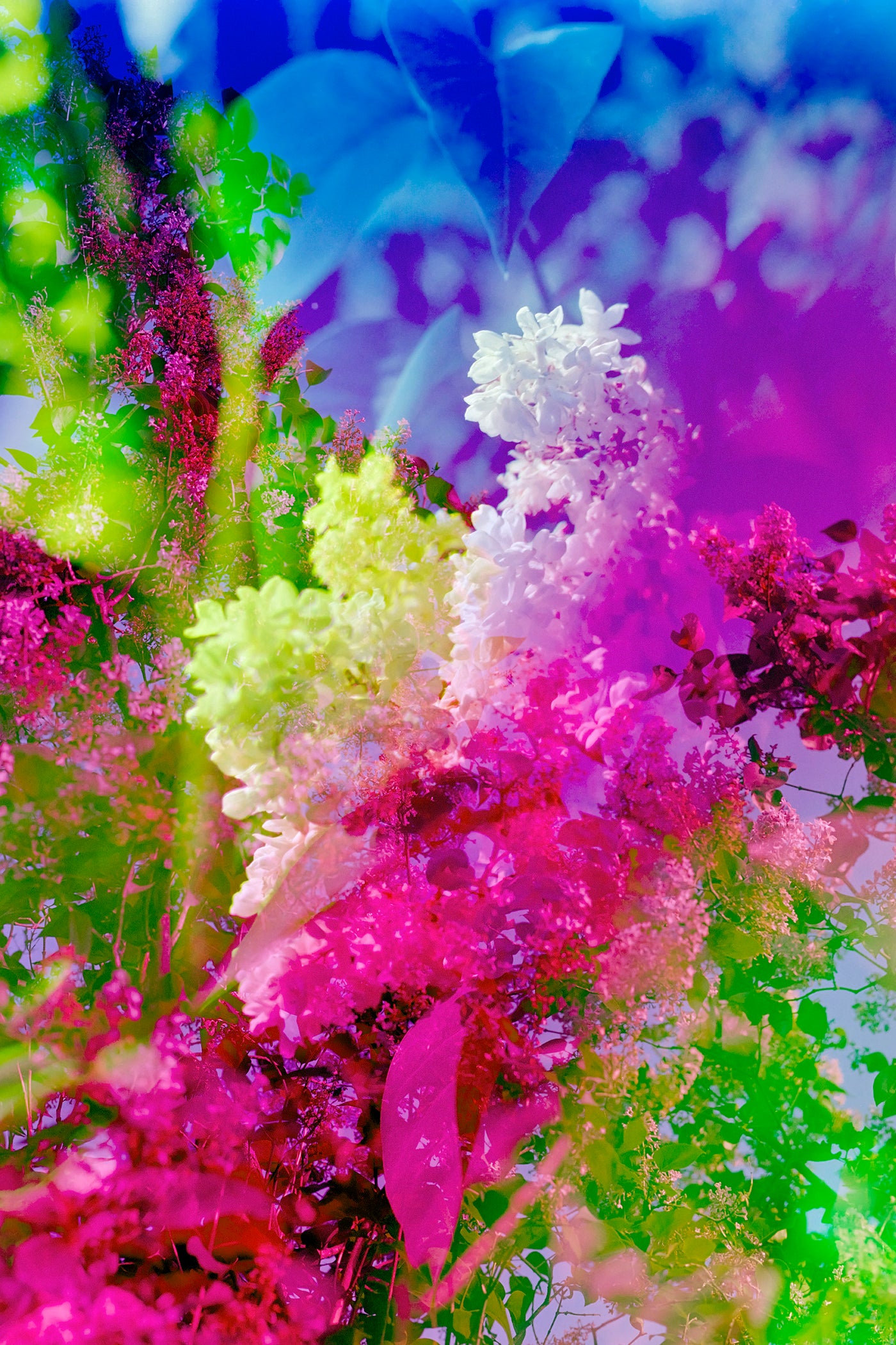 Natalie Hunter - Crystal Garden, Mirrored Lilac Field 01
