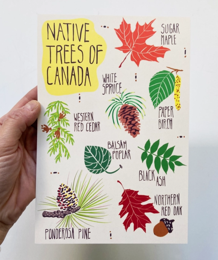 Native Trees of Canada Postcard